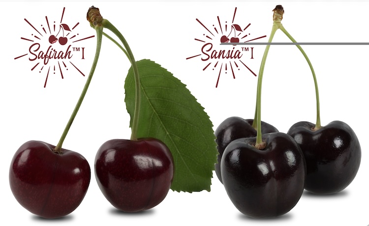 World Fresh Exports introduces new Canadian cherries to the world